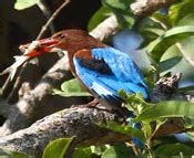 Birding in Corbett | Book Corbett Birdwatching Tour Package