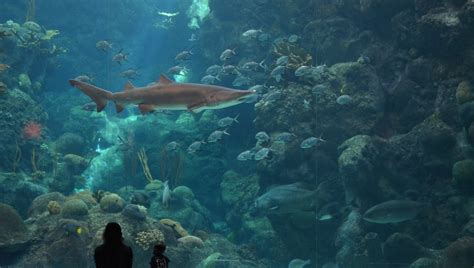 Florida Aquarium to unveil new exhibit, reimagined area - Tampa Bay ...