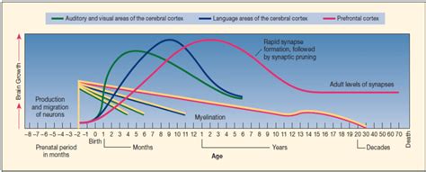 Major Milestones of Brain Development | Download Scientific Diagram