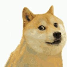 Doge Dogecoin GIF - Doge Dogecoin Samurai - Discover & Share GIFs