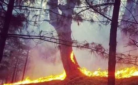 Massive Forest Fires In 4 Districts Of Jammu And Kashmir