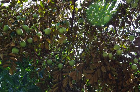 Trees and Plants: Star Apple or Caimito (Chrysophyllum cainito)