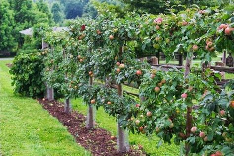 17+ Brilliant Fruit Trees Gardening Ideas Small Backyard #gardendesign ...