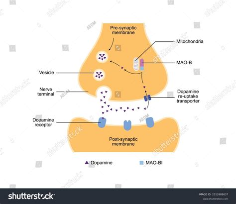 Monoamine Oxidase Inhibitor: Over 51 Royalty-Free Licensable Stock Vectors & Vector Art ...