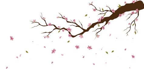 Cherry Blossom Tree With Falling Petals On Transparent Background Stock ...