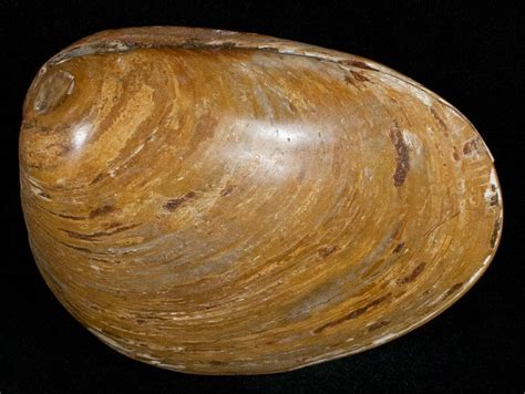 3" Wide Polished Fossil Clam - Jurassic (#12070) For Sale - FossilEra.com