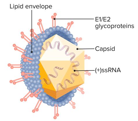 General Virus Structure