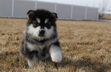 Black and White Malamute Puppy #malamute #malamutepuppy #malamutepuppies #siberianhusky ...