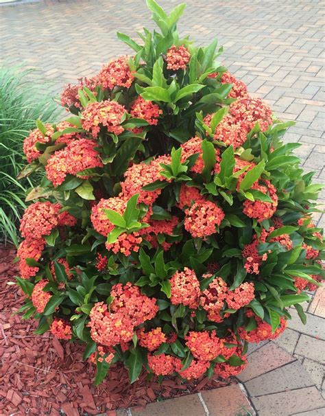 Ixora 'Prince of Orange' West Pennant Hills, Sydney, Australia | Tropische tuin, Tuin, Sydney