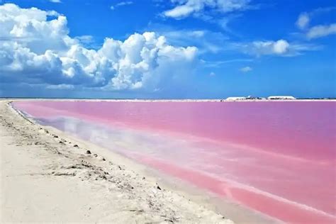 Las Coloradas and Flamingos Yucatan Tour in Cancún, Q.R., México