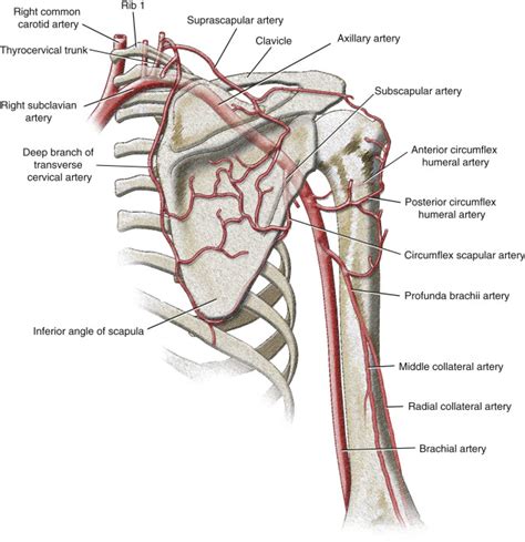 Circumflex Scapular Artery