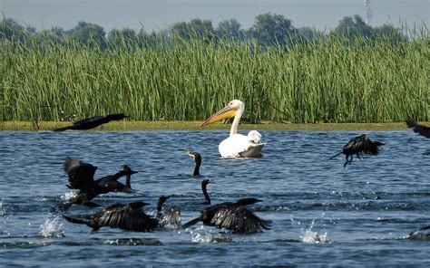 Danube Delta birds - RomaniaTourStore