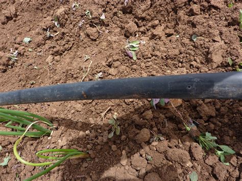 Tuyau d'irrigation par Urine - Irrigation pipe for Urine | Flickr