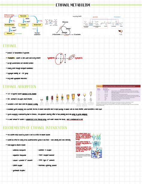 Ethanol Metabolism - BIO 110L with Dr. Michael Clark - Ethanol ...