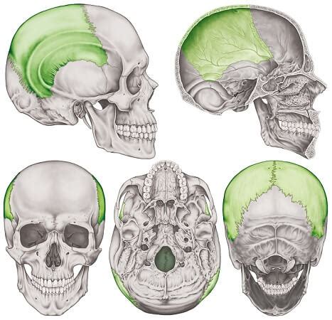 Parietal Bone - The Definitive Guide | Biology Dictionary