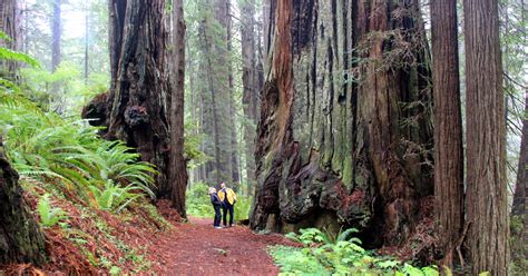 World's best redwood hike not all about big trees