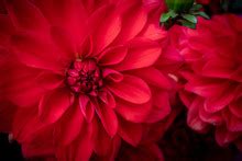 Red Flower Free Stock Photo - Public Domain Pictures