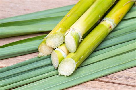 Differences Between Sugarcanes – Learn Aobut Various Types Of Sugarcane