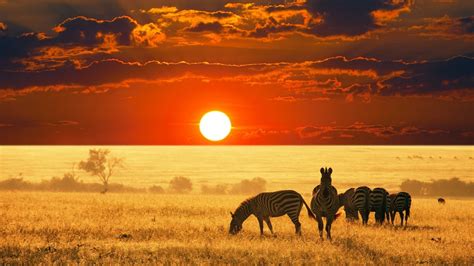 zebras, Animals, Sunset, Africa Wallpapers HD / Desktop and Mobile ...