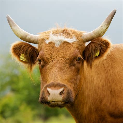 File:Cow horned portrait.jpg - Wikimedia Commons