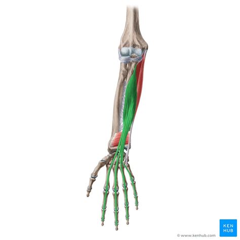 Flexor digitorum profundus: Origin, insertion, innervatio | Kenhub