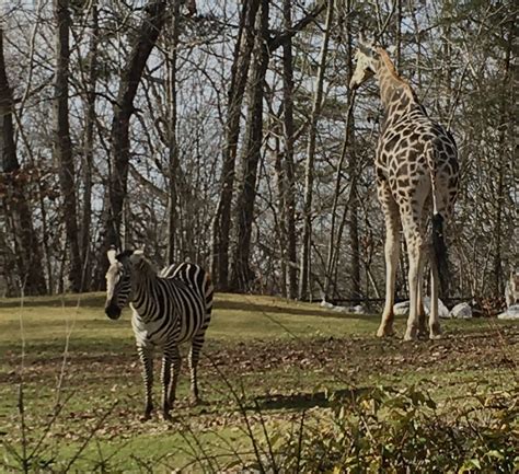 The North Carolina Zoo: showing North Carolina how to make a difference - The Mycenaean