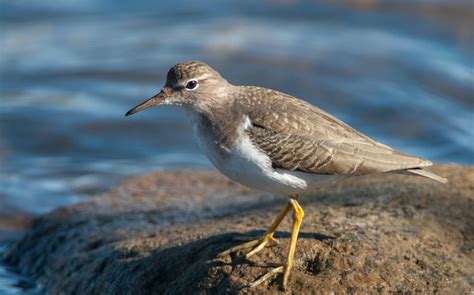 Spotted Sandpipers Dance to Their Own Tune - Shasta Birding Society