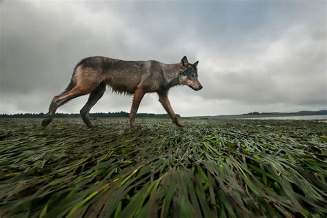 Wildlife Photographer of the Year 2022 People’s Choice Award » Design ...