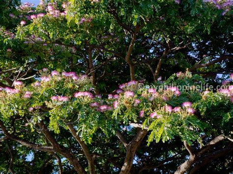 Philippine Trees and Garden Flowers | Acacia tree, Flower garden, Flowers