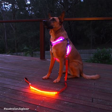 DOGlite Double Trouble LED Harness - Review | Australian Dog Lover