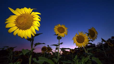 Sunflower Wallpaper Hd 1080P - SUNFLOWER