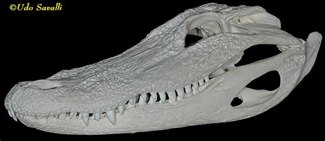 BIO370-Crocodylian Skulls