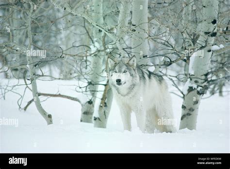 N.AMERICAN GREY or TIMBER WOLF Canis lupus in aspen grove Winter USA Stock Photo - Alamy