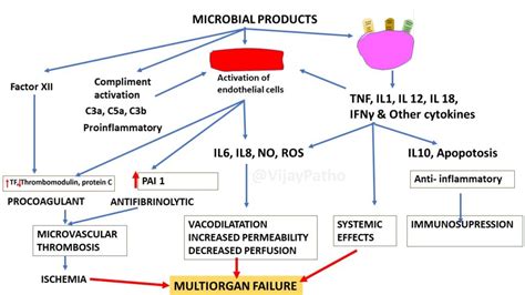 Pathology of Septic shock - Pathology Made Simple