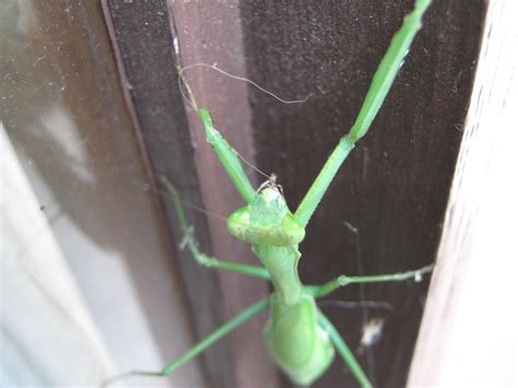 Grasshopper/Praying Mantis Free Stock Photo - Public Domain Pictures