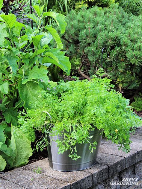 Growing Carrots in Containers: An Easy Way to Grow Carrots Anywhere