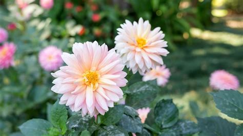 Premium Photo | Pink dahlia flower in the garden