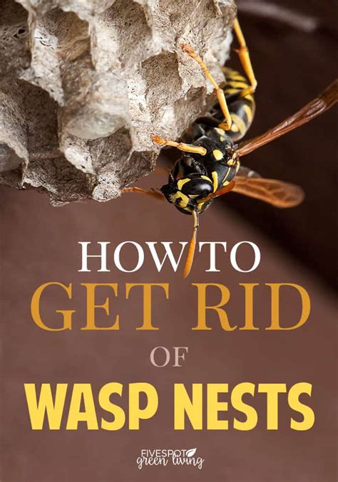 blog-get-rid-wasp-nest - Five Spot Green Living