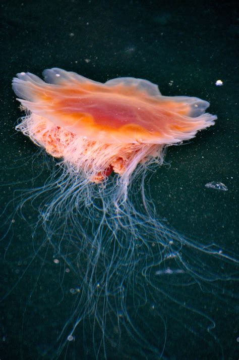 I took this photo of the most LIT 🔥🔥 jellyfish in Alaska 🔥🔥 : r/NatureIsFuckingLit