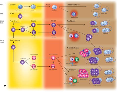 The origin of monocytes and macrophages throughout development. Tissue ...