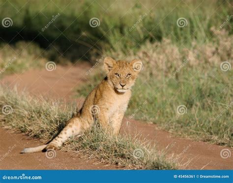 Lion cub sitting stock image. Image of gold, ground, comfortable - 45456361