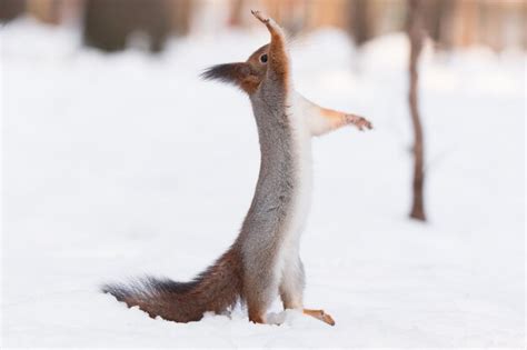 Premium Photo | Squirrel in the snow