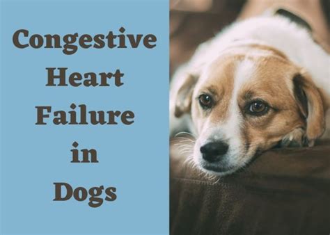 What Is Congestive Heart Failure In Dogs