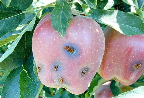 New task force tackles codling moth - Good Fruit Grower