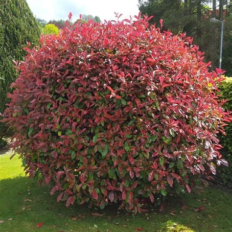 Photinia X Fraseri Red Robin Hedge Plants Red Tip Photinia | Hot Sex ...