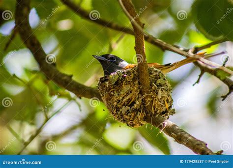 Paradise Flycatcher in Her Nest Stock Image - Image of nature, sparrow: 179428537