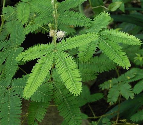 Mimosa Pudica: Why Do Touch Me Not (Sensitive Plant) Leaves Close?