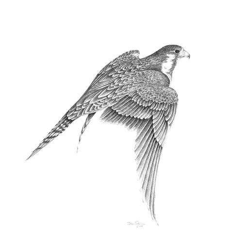 Peregrine Falcon 19, Extended Wings Drawing by Steve Peterson | Saatchi Art