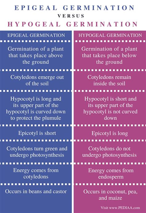 Difference Between Epigeal and Hypogeal Germination - Pediaa.Com