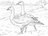 Simple Goose Coloring Page  Free Printable Pages For Kids sketch template